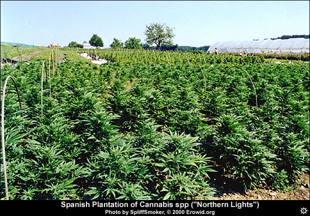 Northern Lights