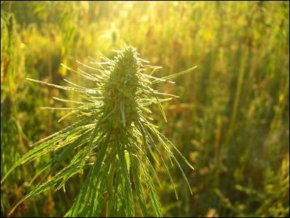Hemp Field