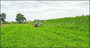 Hemp field at harvest