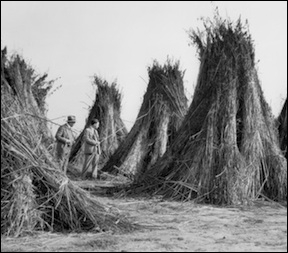 Imperial California 1928 hemp crop