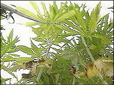 Industrial hemp in the U.K.
