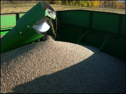 Canadian Hemp Seed
