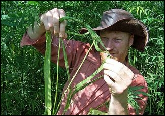A field of hemp plants