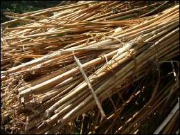 Bundle of Hemp Stalks
