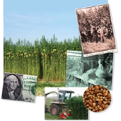 Hope for Hemp?