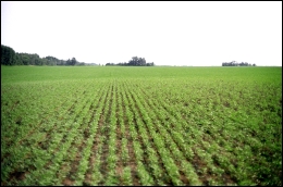 A newly-planted hemp field: Luke Zigovits
