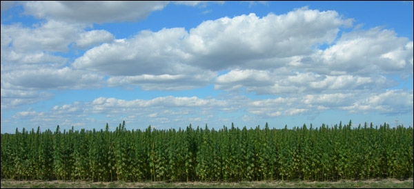 Canadian Hemp Field