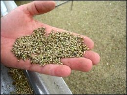 Canadian Hemp Seed