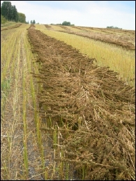 Canadian Hemp Harvest
