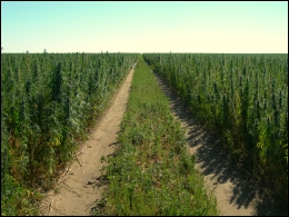 Canadian Hemp Field