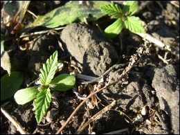 Hemp Seedlings: Luke Zigovits