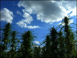 Canadian Hemp Under Blue Skies: Luke Zigovits