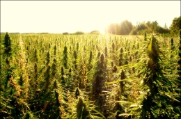 Hemp Sunrise