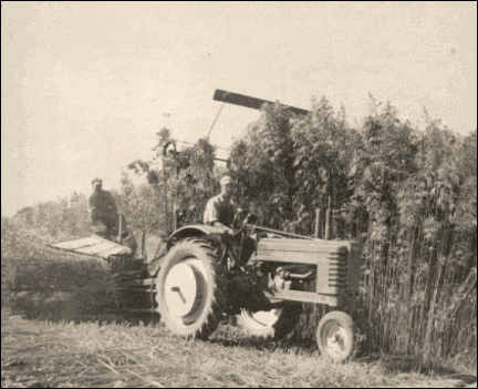 Historical Hemp Harvest