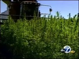 Hemp in California