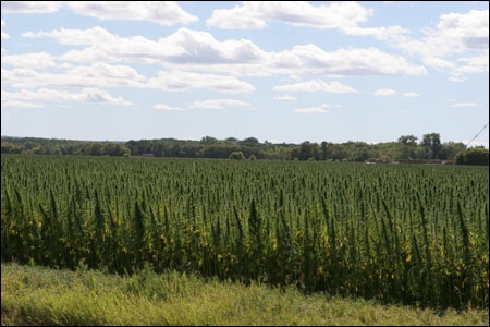 Hemp Growing in Canada
