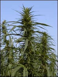 Manitoba Hemp