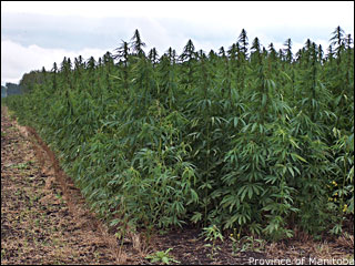 Manitoba Hemp Field