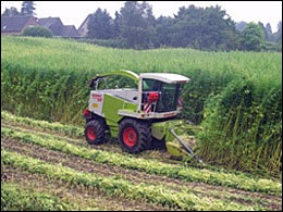 Harvesting hemp at the WUR field