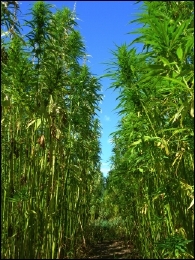 Tall Canadian Hemp