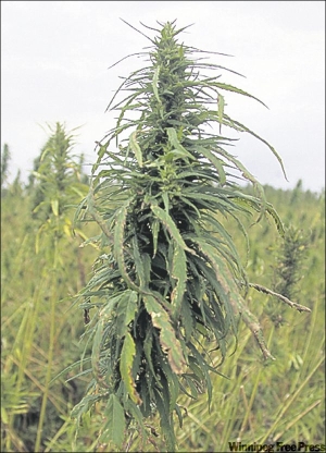 Hemp
