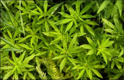 Ditchweed