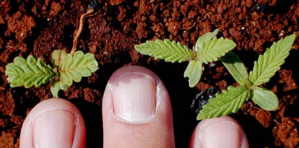 HEMP SPROUTS