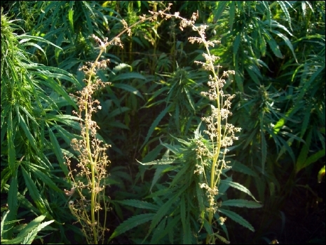Male Cannabis