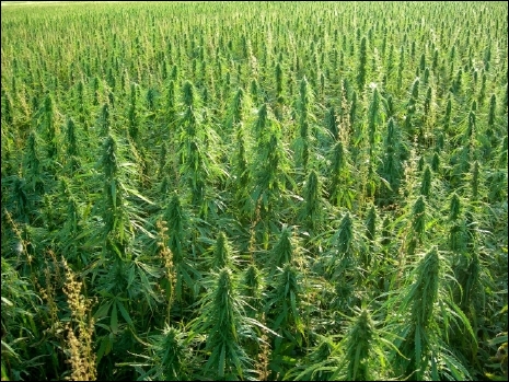 male vs. female hemp