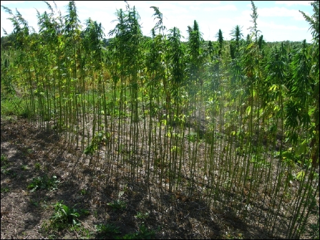 Hemp Seed at Harvest