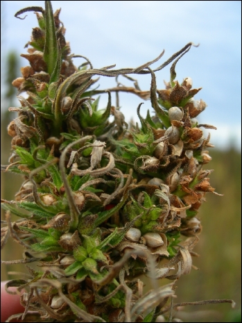 Hemp Seed at Harvest