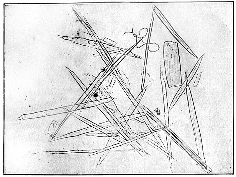 Fiber derived from the woody portion of

the hurds. ×75. From a microphotograph.