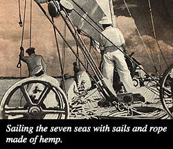 Hemp: the New Billion Dollar Crop