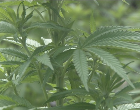 West Virginia farmer has high hopes for hemp industry