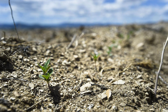 Montana hemp crop denied water