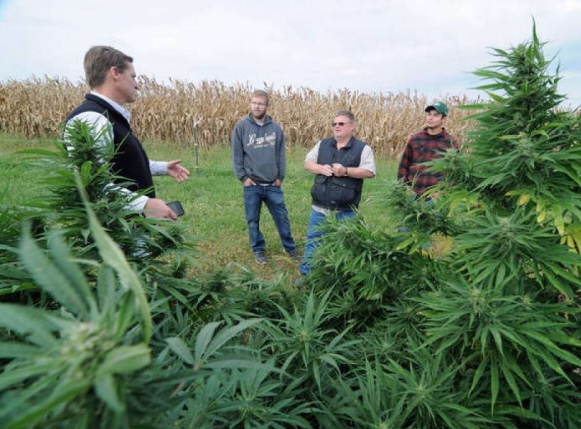 Illinois hemp farming now legal