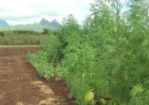 Hawaii hemp crop 2018