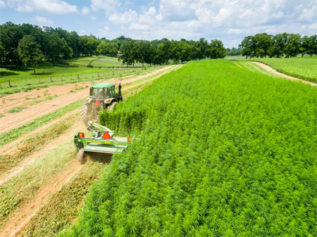 Kentucky hemp replacing tobacco?