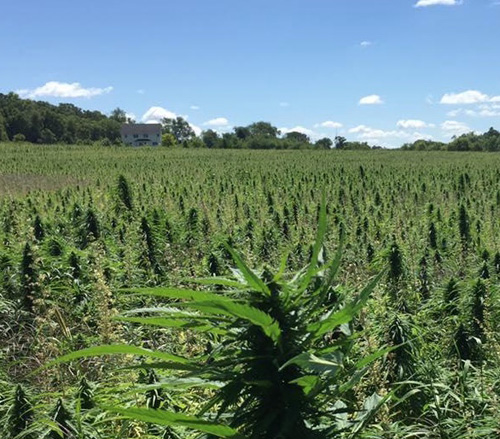 New Jersey legislature legalizes hemp