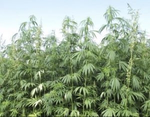 Iowa Hemp Law