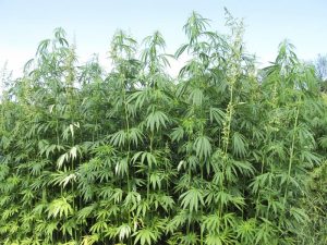 Arkansas hemp farming