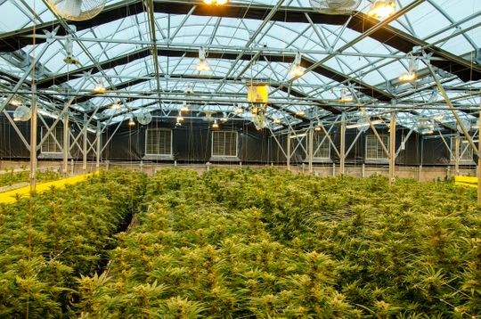 A marijuana farm in Santa Cruz County is requesting a buffer for new hemp farms to prevent cross pollination.