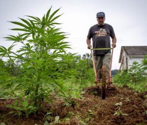 Oregon hemp farmer