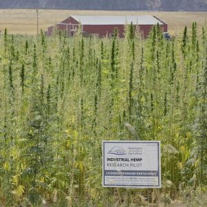 Washington state hemp farm