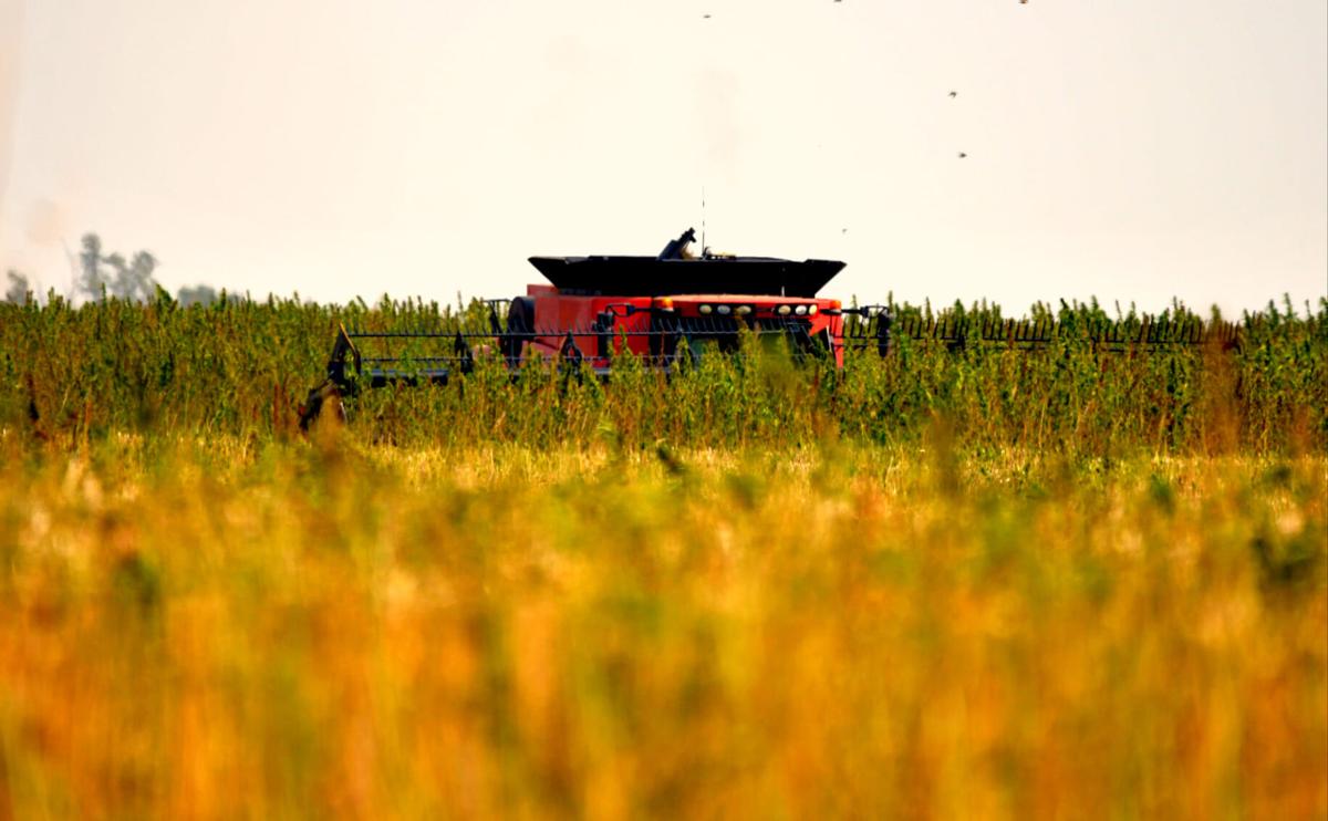 Hemp acres 1.jpg